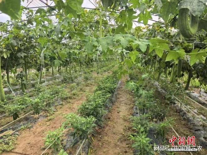 置资源再“生金” 特色产业促振兴麻将胡了模拟器试玩山西高平：闲(图1)